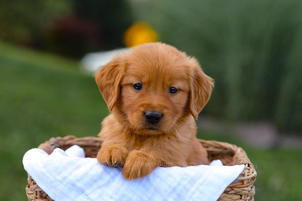 Tyler Image of Tyler, a Golden Retriever puppy