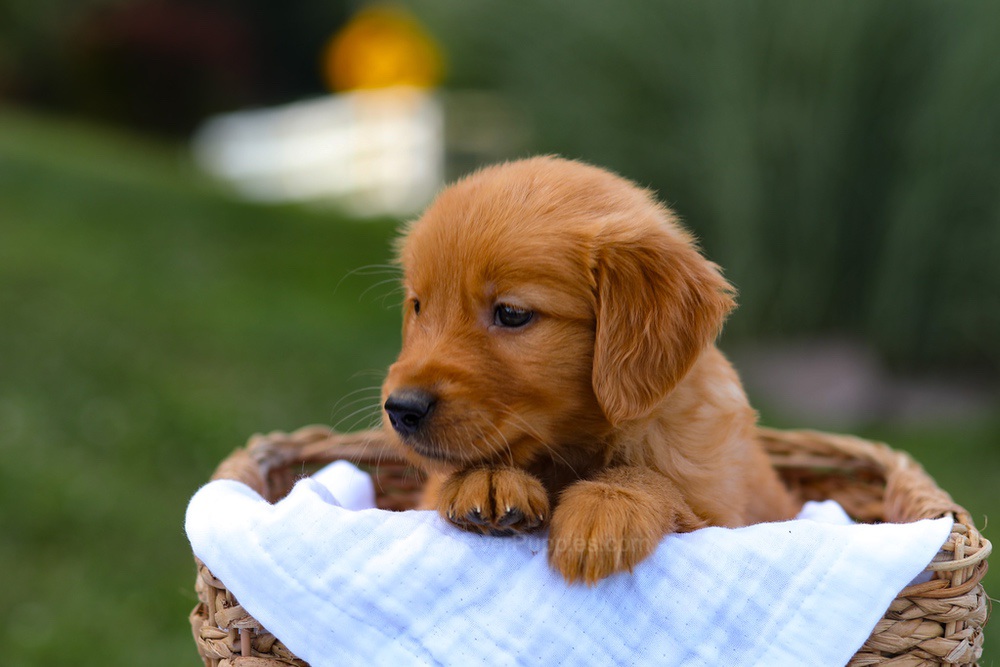 Tyler Image of Tyler, a Golden Retriever puppy