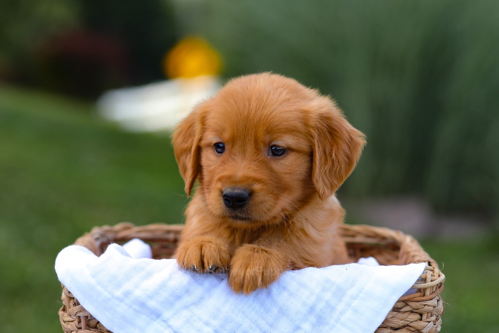 Tyler Image of Tyler, a Golden Retriever puppy