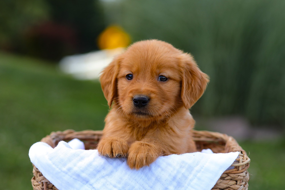Tyler Image of Tyler, a Golden Retriever puppy