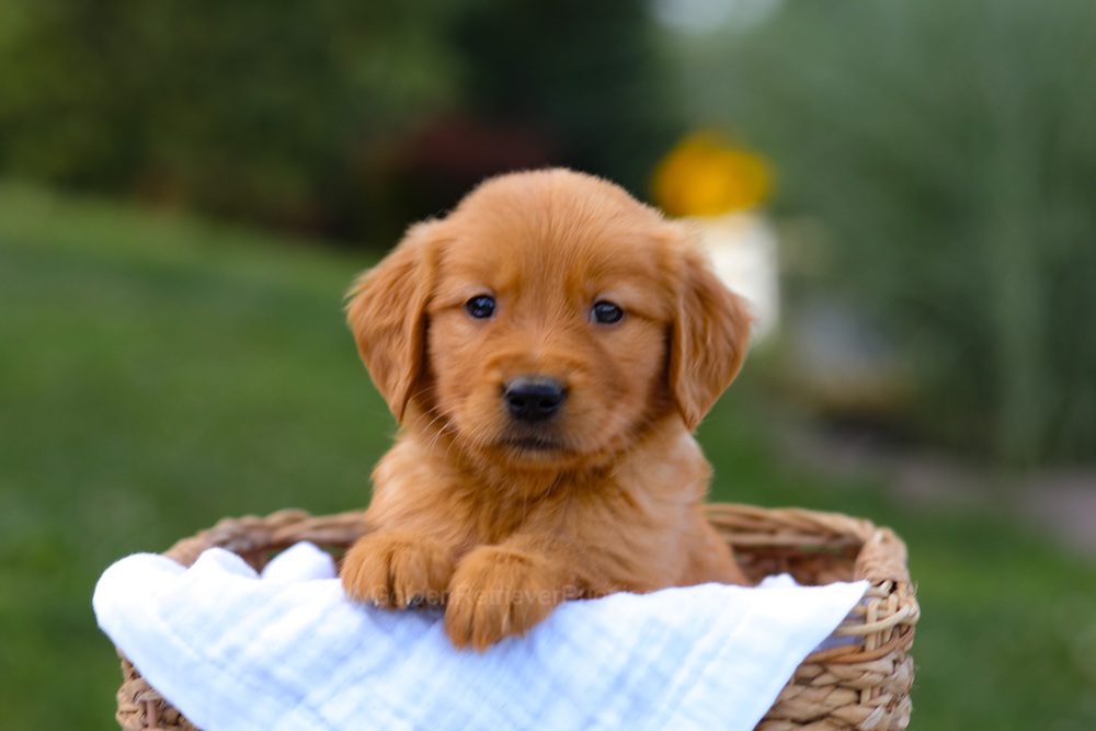 Tyler Image of Tyler, a Golden Retriever puppy
