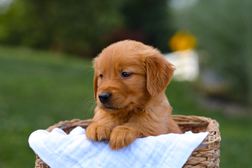 Tyler Image of Tyler, a Golden Retriever puppy