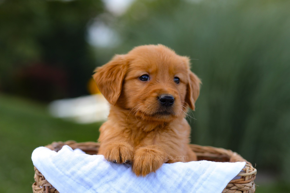 Tyler Image of Tyler, a Golden Retriever puppy