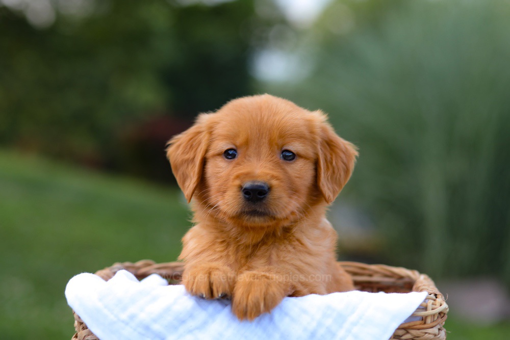 Tyler Image of Tyler, a Golden Retriever puppy