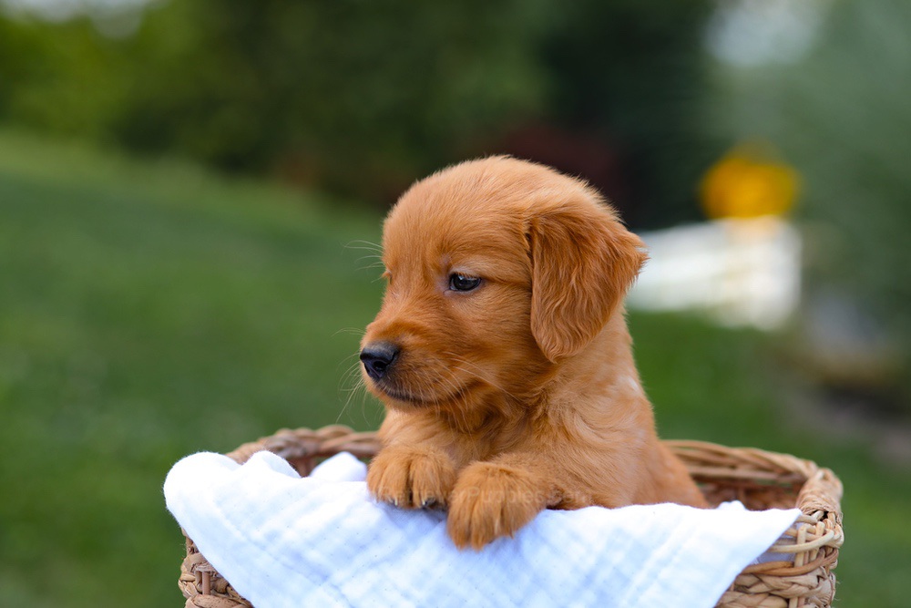 Tyler Image of Tyler, a Golden Retriever puppy