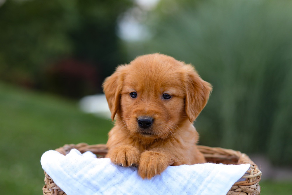 Tyler Image of Tyler, a Golden Retriever puppy