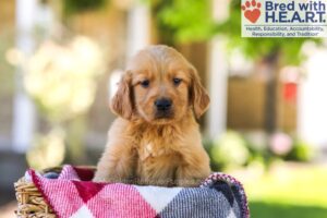 Image of Walter, a Golden Retriever puppy