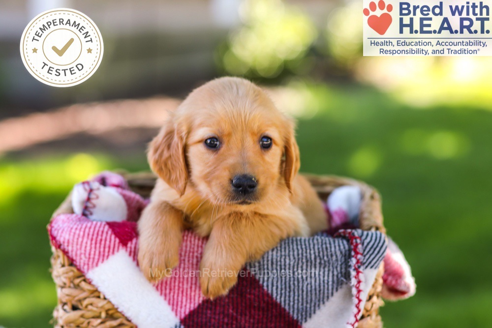 Wanda Image of Wanda, a Golden Retriever puppy