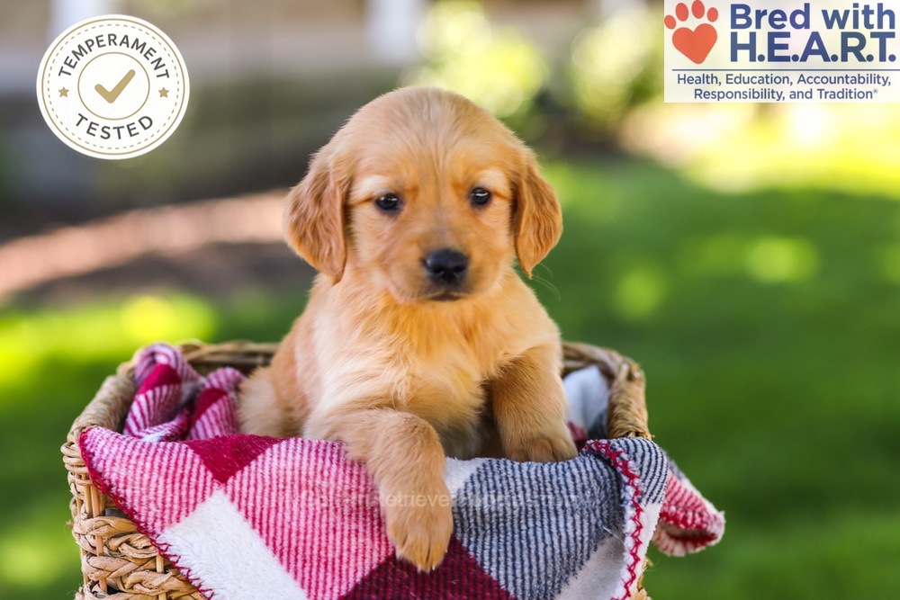 Wanda Image of Wanda, a Golden Retriever puppy