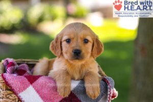 Image of Wanda, a Golden Retriever puppy
