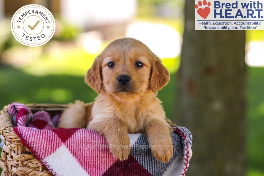 Wanda Image of Wanda, a Golden Retriever puppy