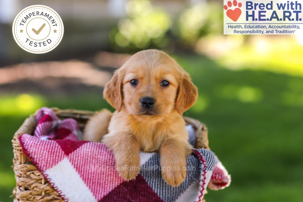 Wanda Image of Wanda, a Golden Retriever puppy