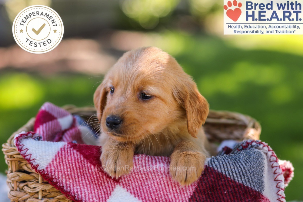 Whitney Image of Whitney, a Golden Retriever puppy