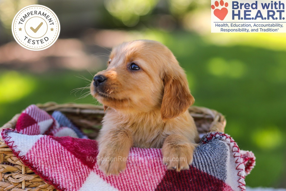 Whitney Image of Whitney, a Golden Retriever puppy