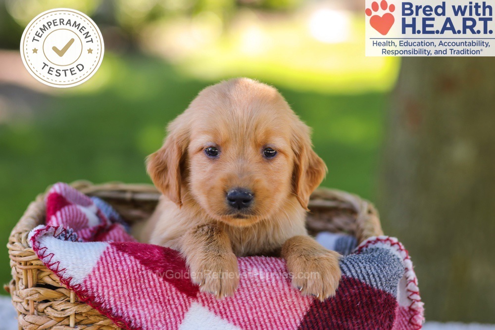 Whitney Image of Whitney, a Golden Retriever puppy