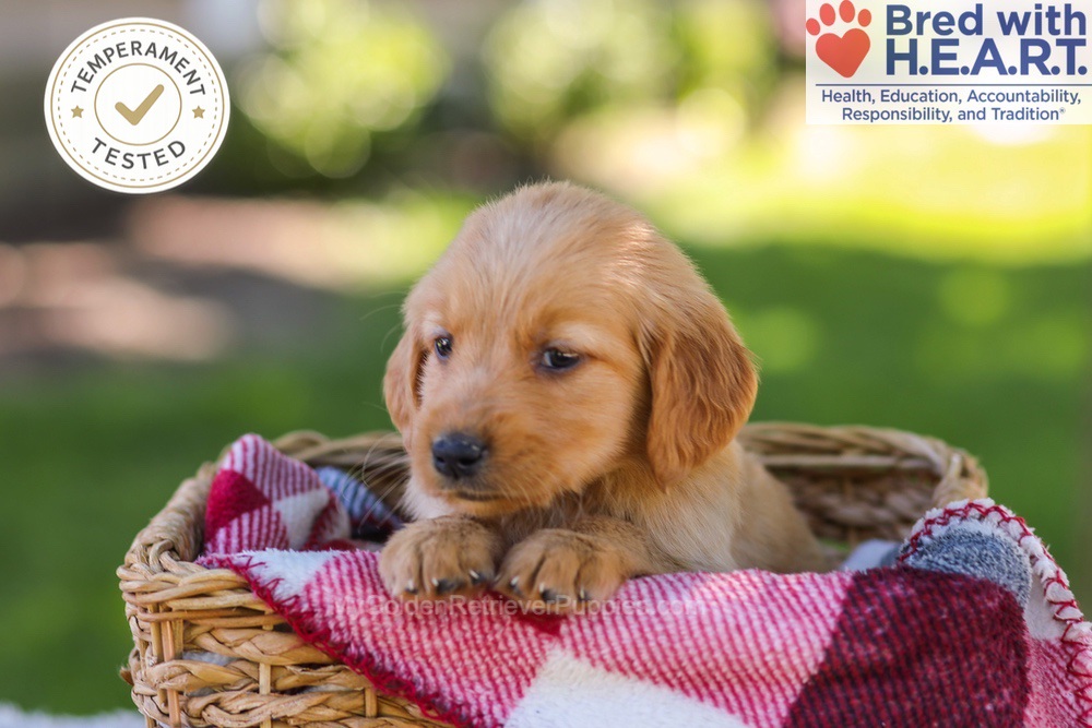 Whitney Image of Whitney, a Golden Retriever puppy
