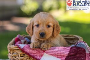 Image of Whitney, a Golden Retriever puppy