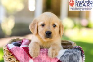 Image of Willow, a Golden Retriever puppy