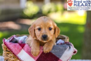 Image of Winnie, a Golden Retriever puppy