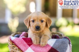Image of Winona, a Golden Retriever puppy