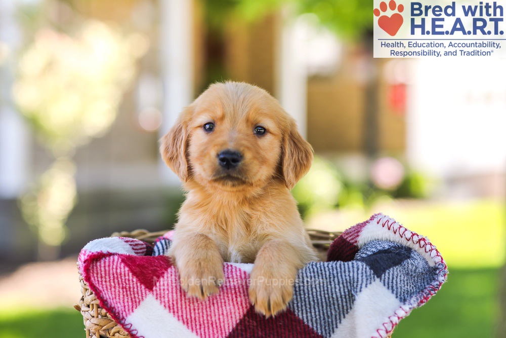 Winston Image of Winston, a Golden Retriever puppy