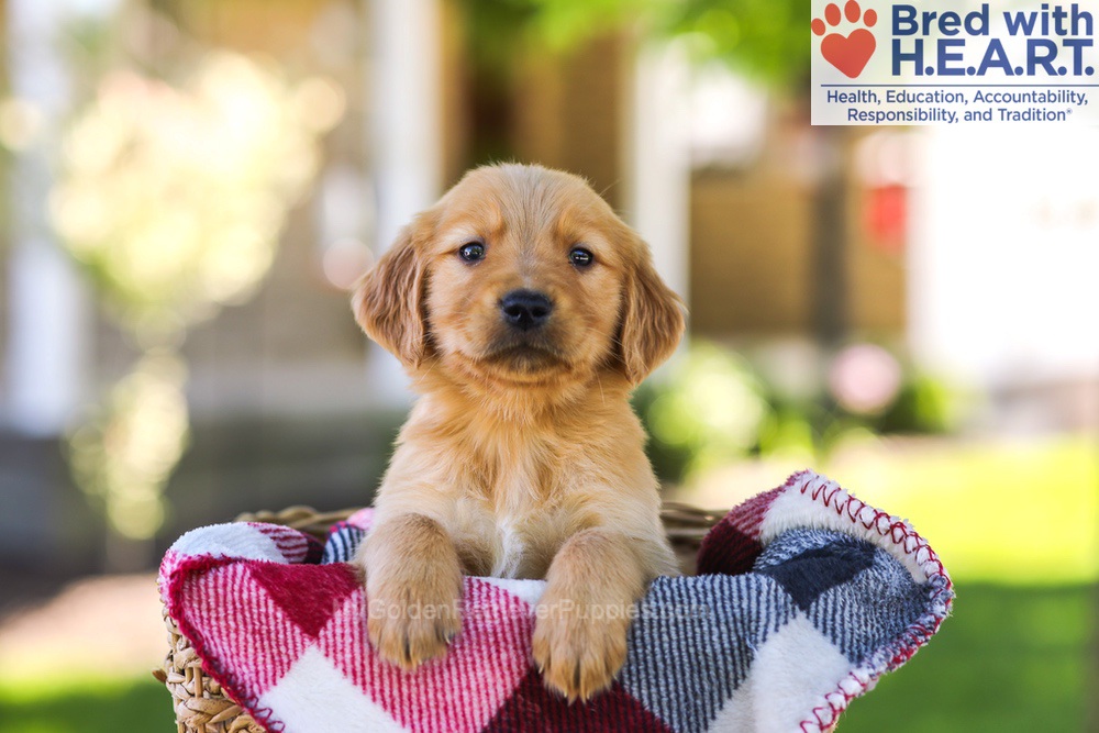 Winston Image of Winston, a Golden Retriever puppy