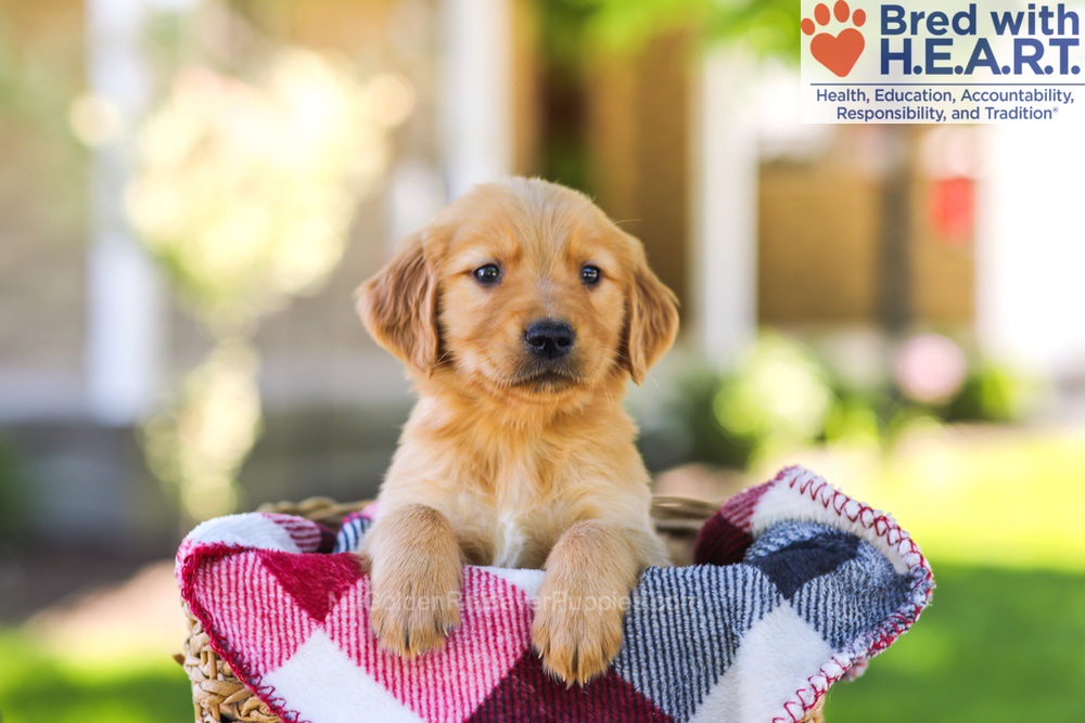Winston Image of Winston, a Golden Retriever puppy
