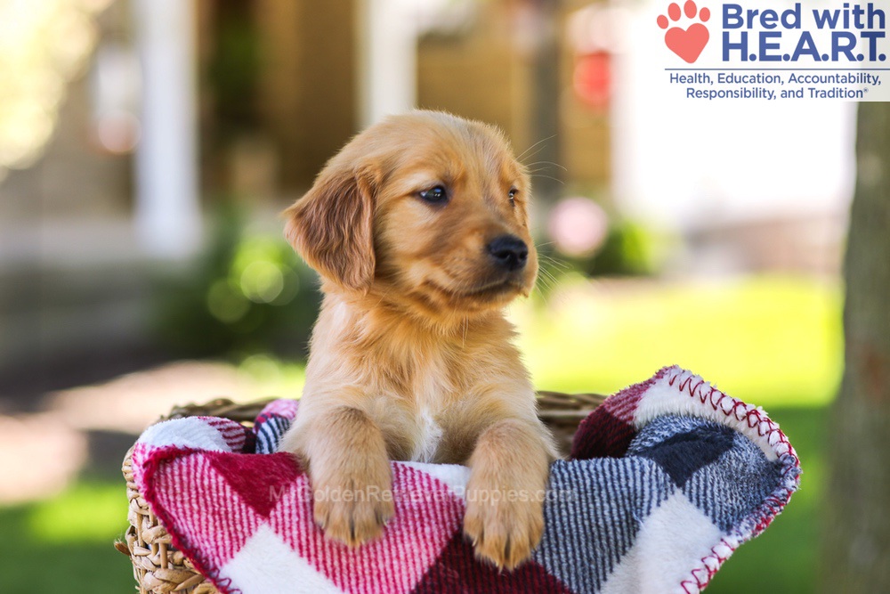 Winston Image of Winston, a Golden Retriever puppy