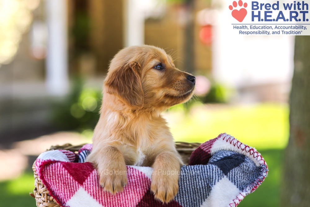 Winston Image of Winston, a Golden Retriever puppy