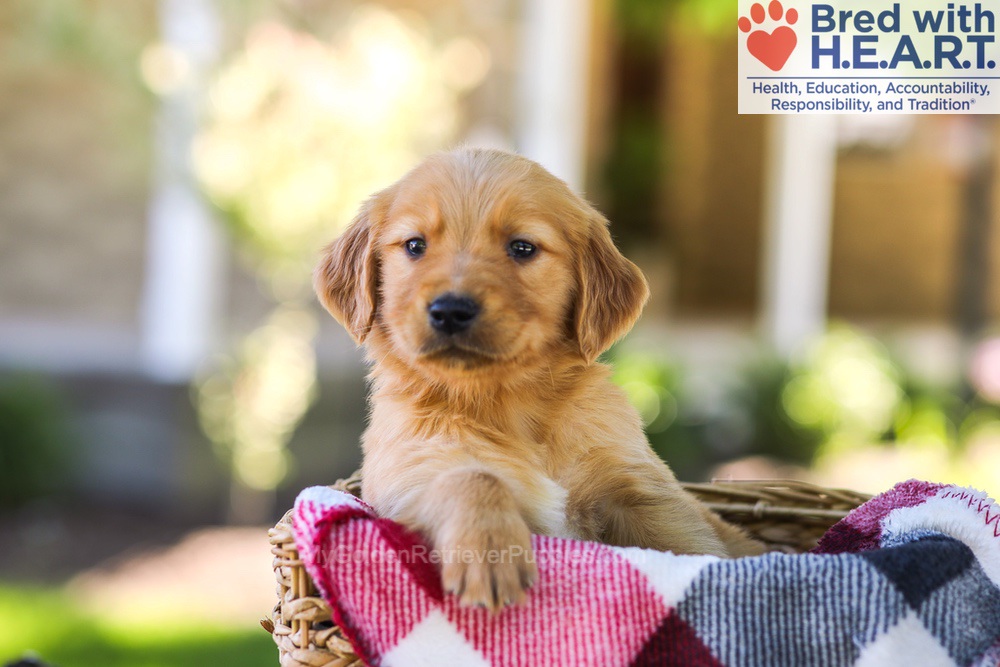 Winston Image of Winston, a Golden Retriever puppy