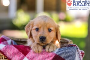 Image of Winter, a Golden Retriever puppy