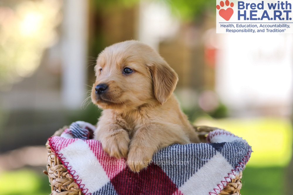 Wyatt Image of Wyatt, a Golden Retriever puppy