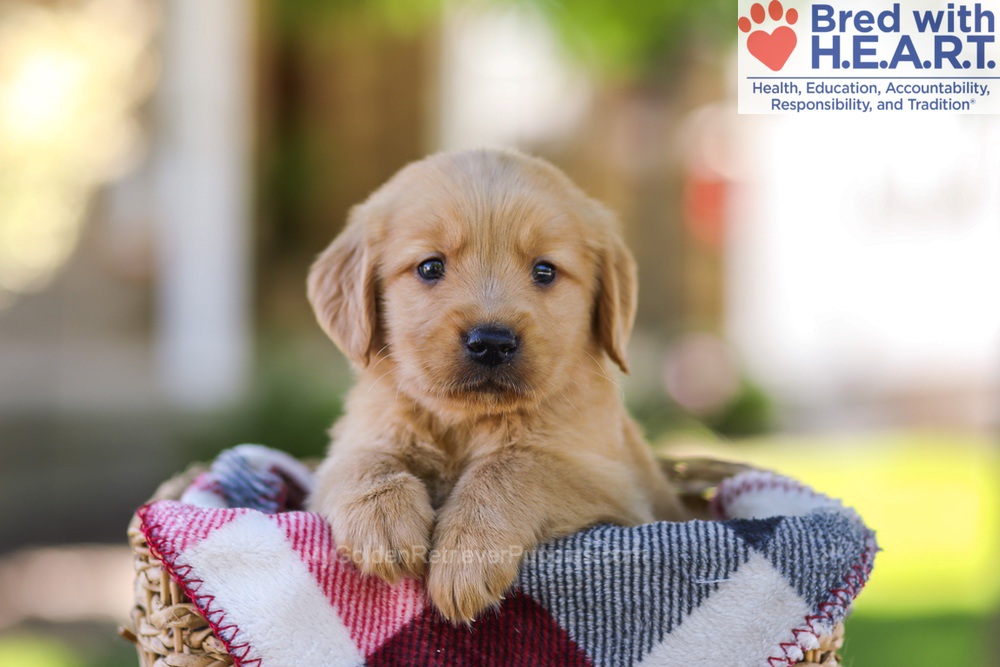 Wyatt Image of Wyatt, a Golden Retriever puppy