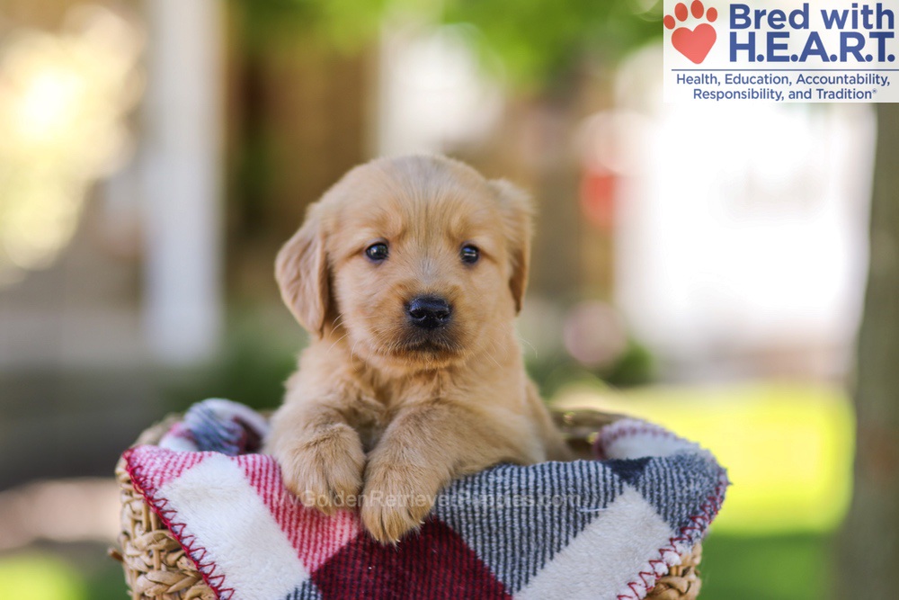 Wyatt Image of Wyatt, a Golden Retriever puppy