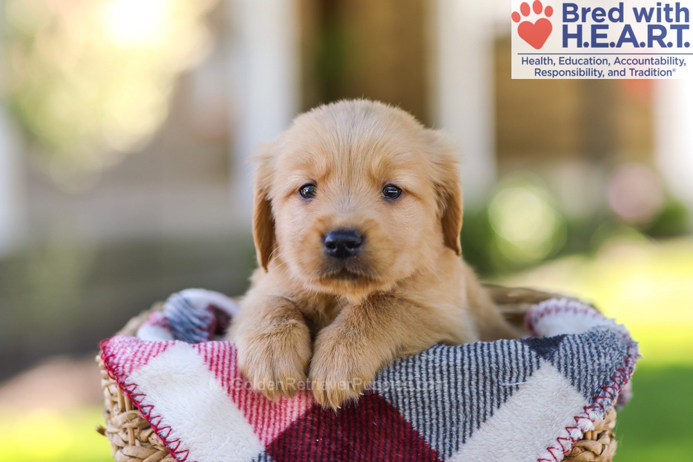 Wyatt Image of Wyatt, a Golden Retriever puppy