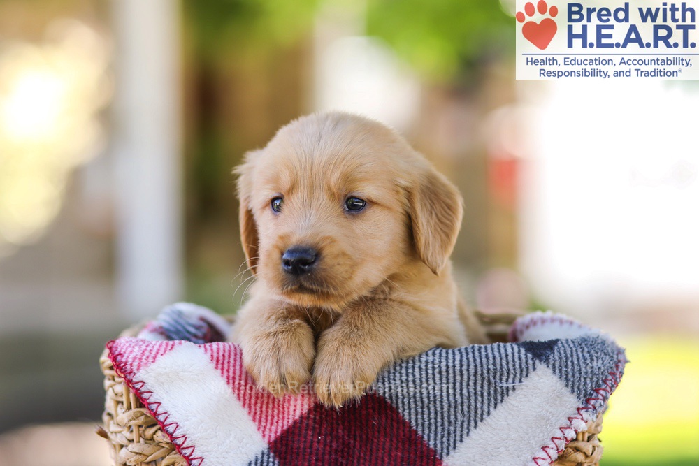 Wyatt Image of Wyatt, a Golden Retriever puppy