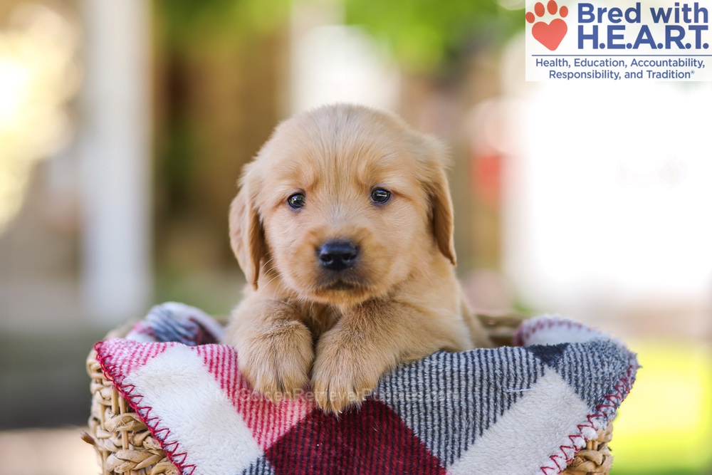 Wyatt Image of Wyatt, a Golden Retriever puppy