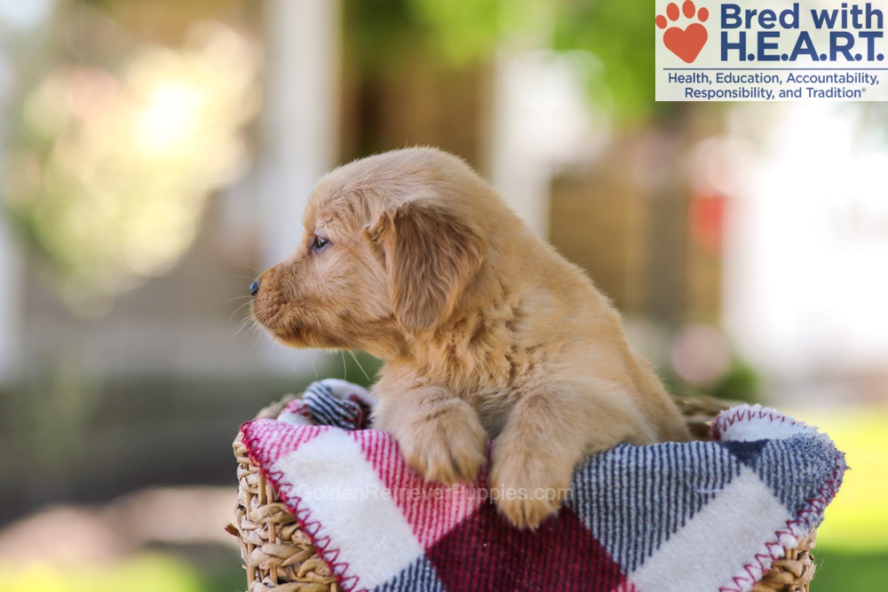 Wyatt Image of Wyatt, a Golden Retriever puppy