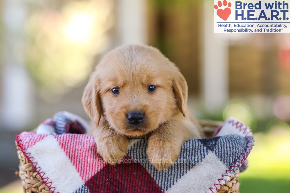 Wyatt Image of Wyatt, a Golden Retriever puppy