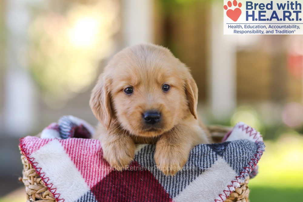 Wyatt Image of Wyatt, a Golden Retriever puppy