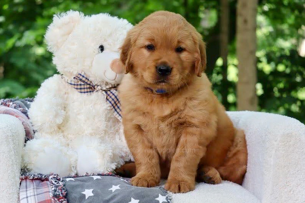 Wynken Image of Wynken, a Golden Retriever puppy