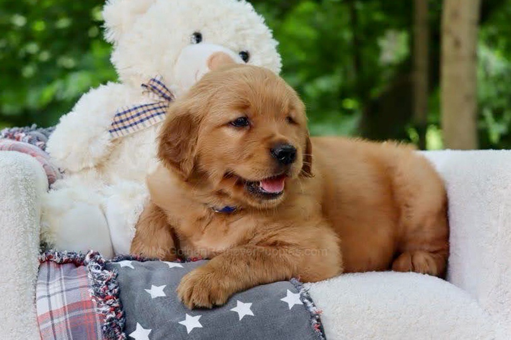 Wynken Image of Wynken, a Golden Retriever puppy