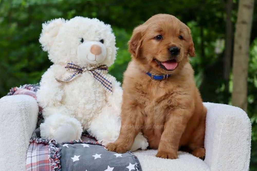 Wynken Image of Wynken, a Golden Retriever puppy