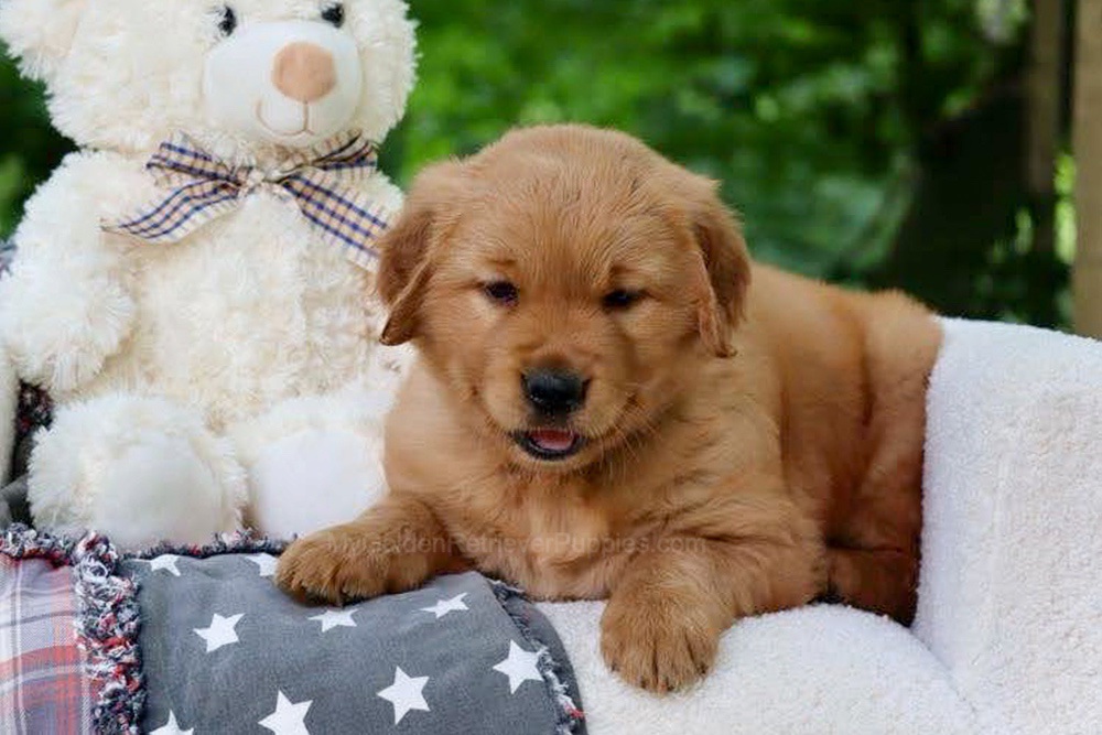 Wynken Image of Wynken, a Golden Retriever puppy