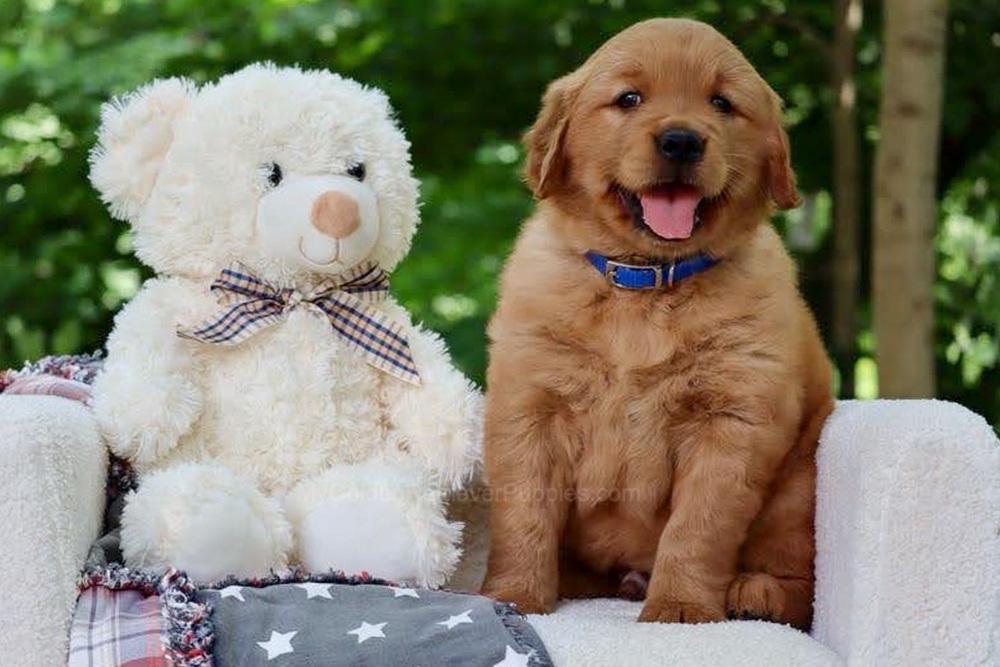 Wynken Image of Wynken, a Golden Retriever puppy