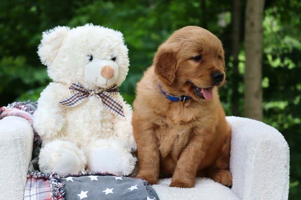Wynken Image of Wynken, a Golden Retriever puppy