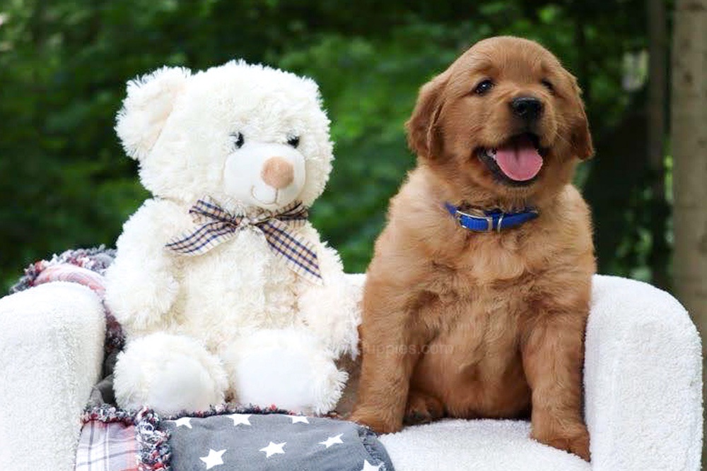 Wynken Image of Wynken, a Golden Retriever puppy