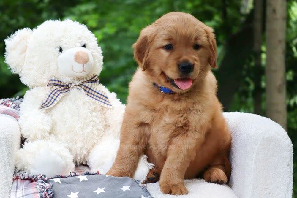 Wynken Image of Wynken, a Golden Retriever puppy