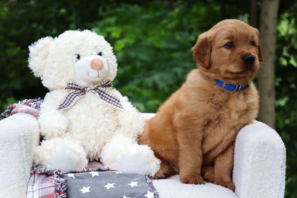 Wynken Image of Wynken, a Golden Retriever puppy