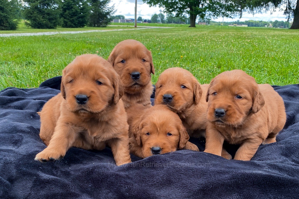 Dark Golden 🤎 July 20 Image of Dark Golden 🤎 July 20, a Golden Retriever puppy